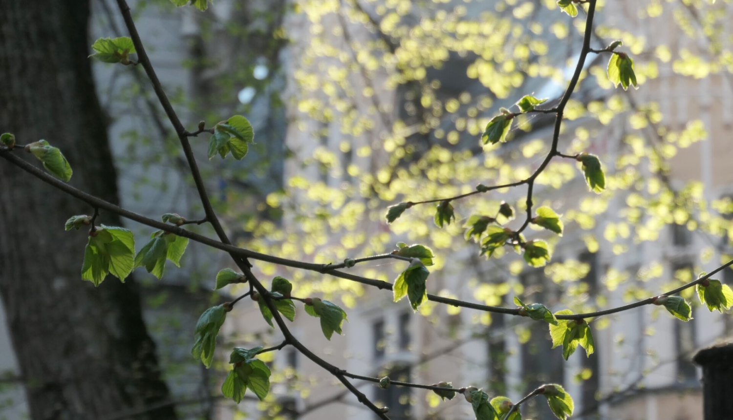 Foto no izstādes “Liepas…”