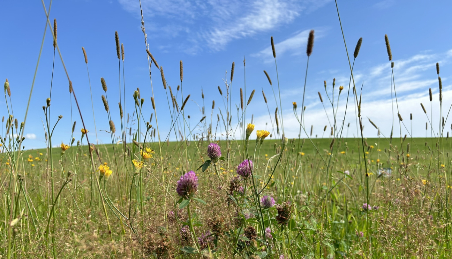 Dreiliņkalna pļava