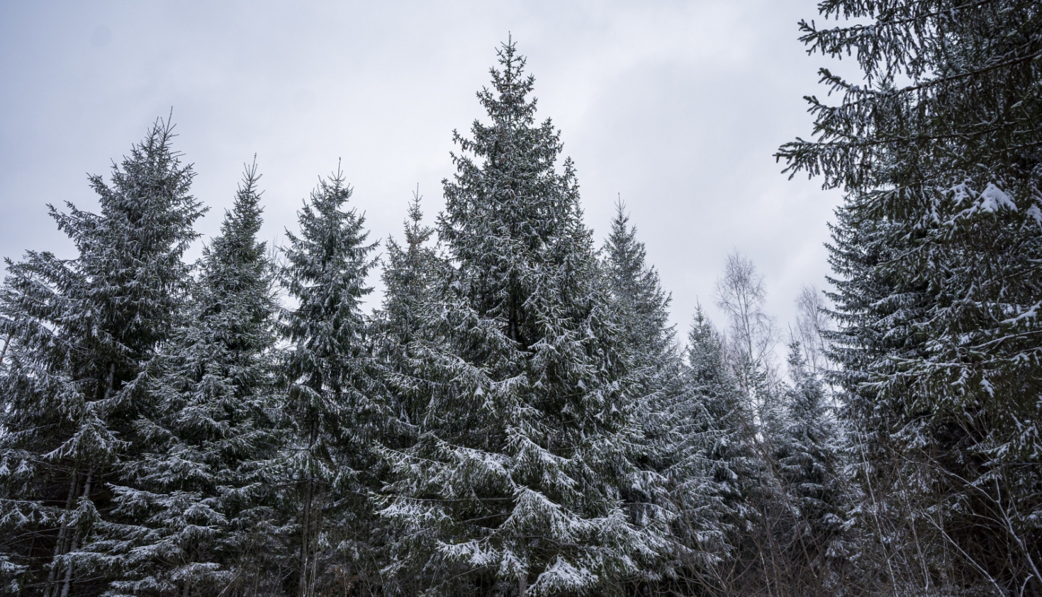 Apsnigušas egles mežā