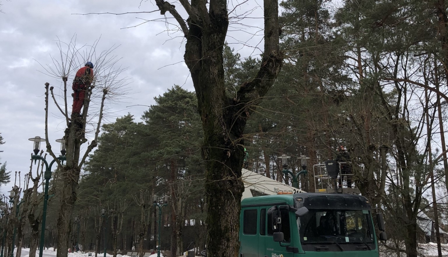 “Rīgas mežu” arboristi kopj liepu  vainagus
