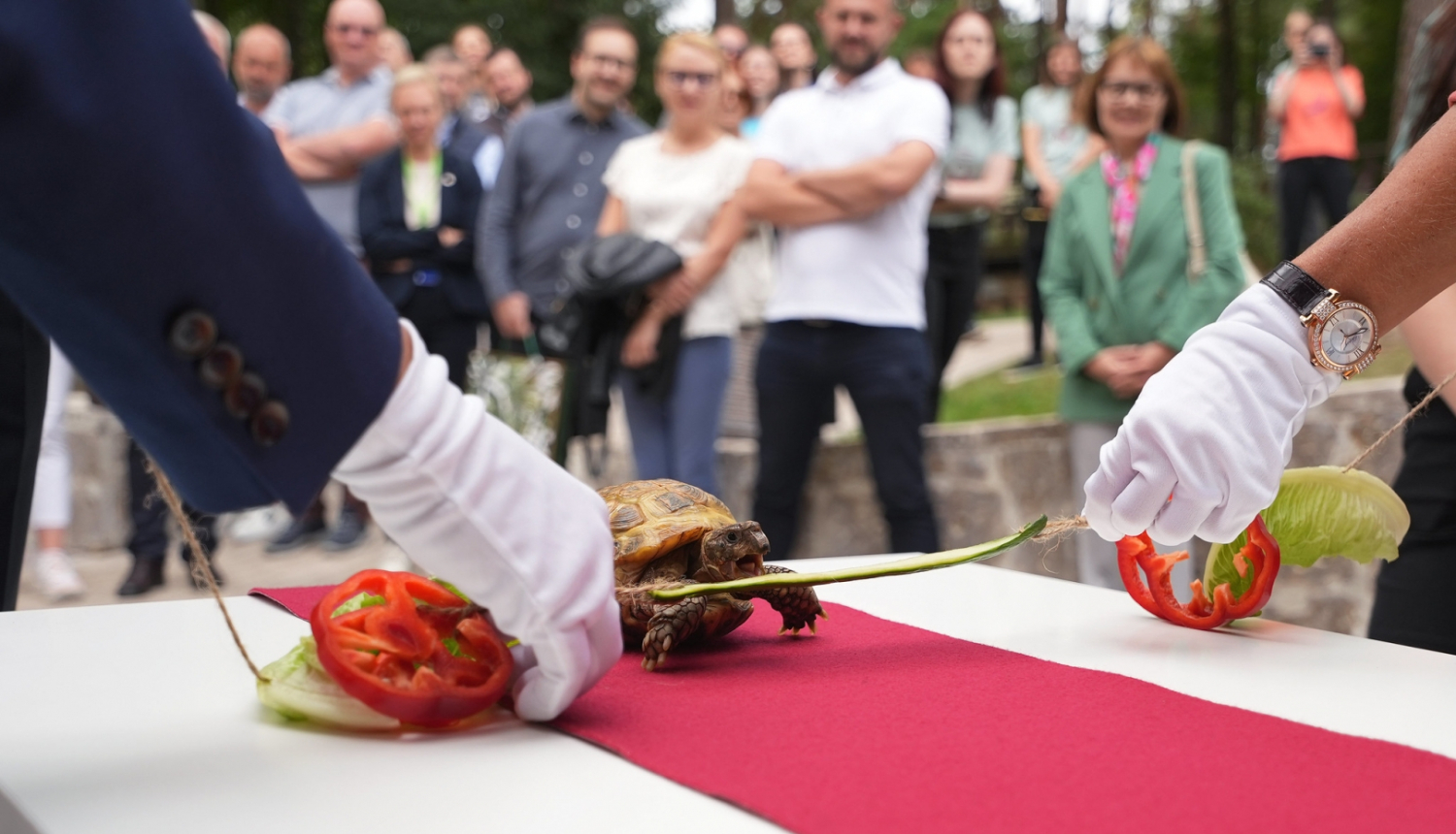 Atklāšanas lenti pārkož Rīga ZOO Zinātnes un izglītības nodaļas četrkājainais sugu vēstnesis – Vidusāzijas bruņurupucis Paija