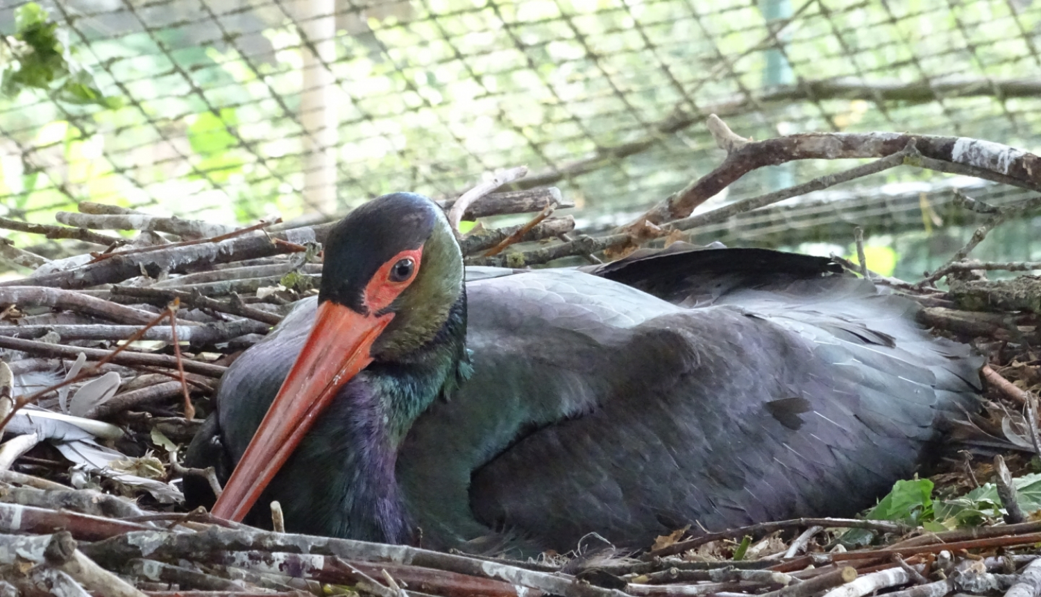 Melnais stārķis ligzdā