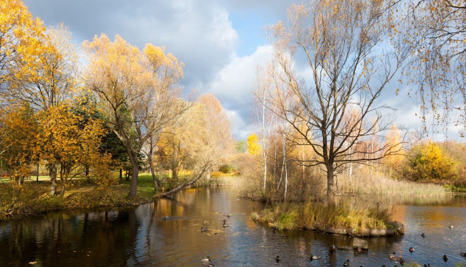 Dārziņu apkaime, ūdens, koki
