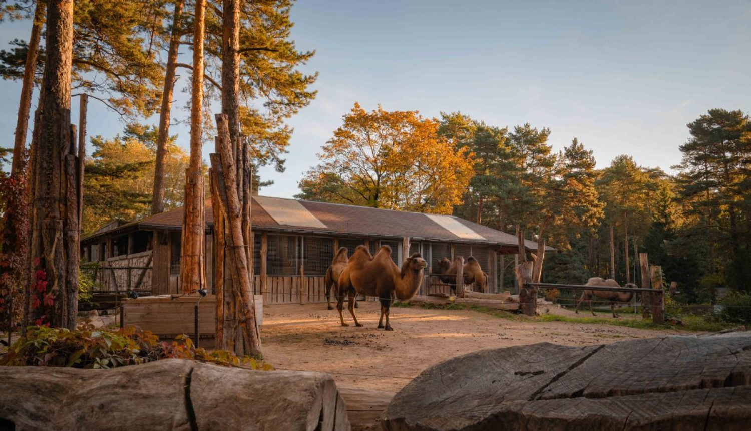 Rudens Rīgas zoo