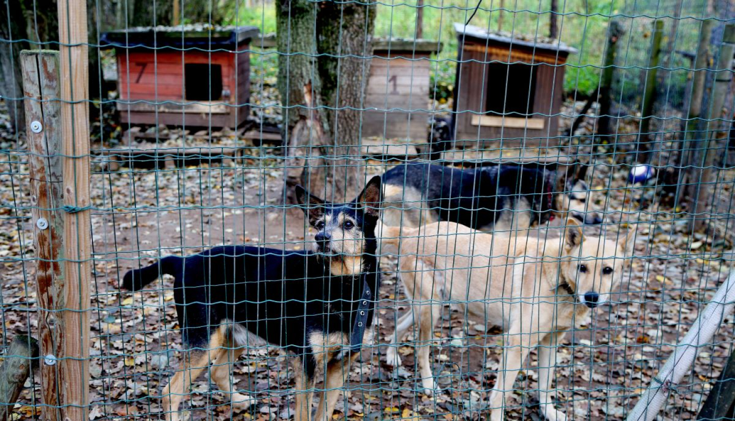 Dzīvnieku patversme