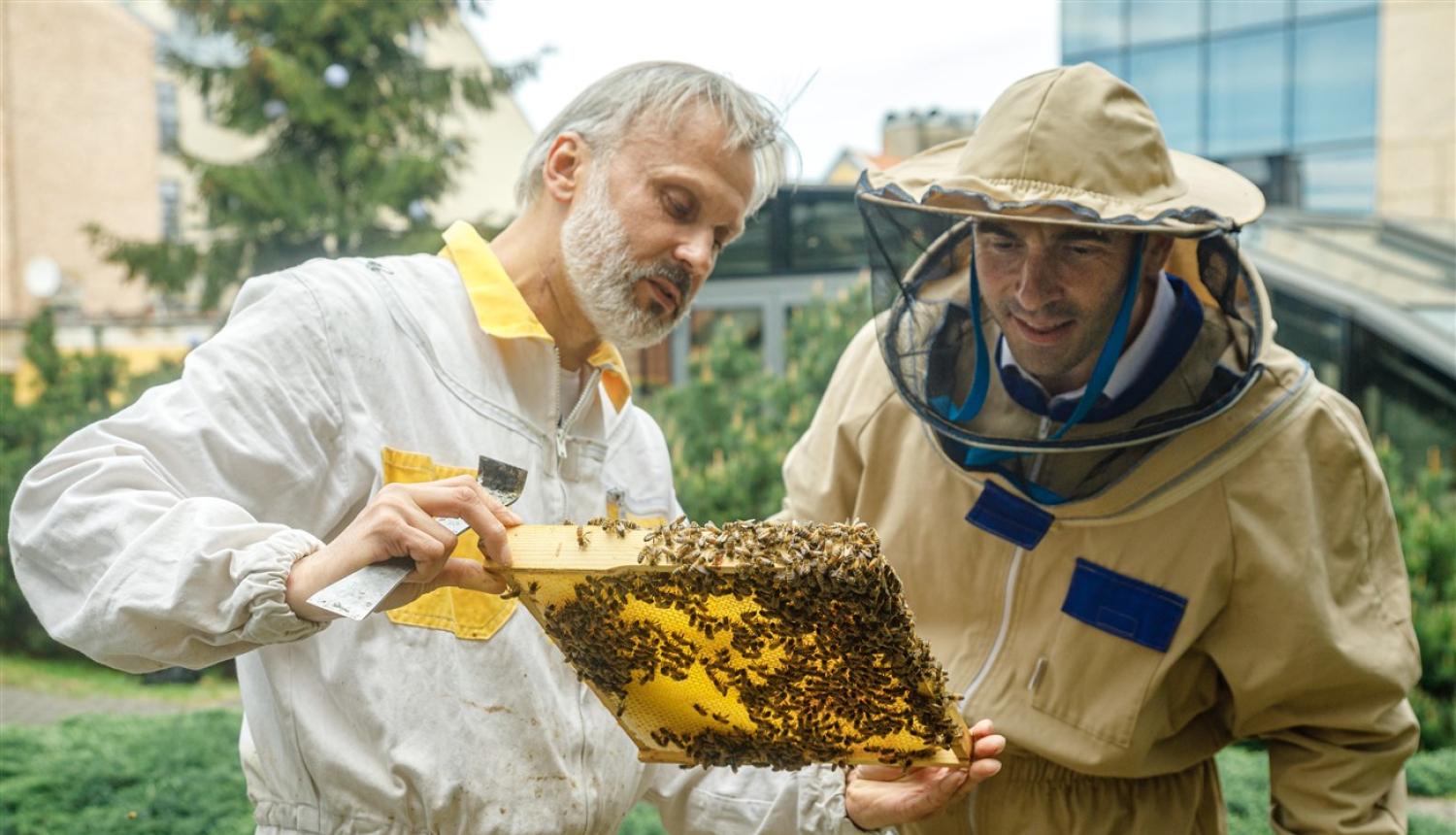 Rīgas domes priekšsēdētājs Mārtiņš Staķis kopā ar urbāno biškopi Uģi Mālnieku apkopj uz terases izvietotos trīs bišu stropus
