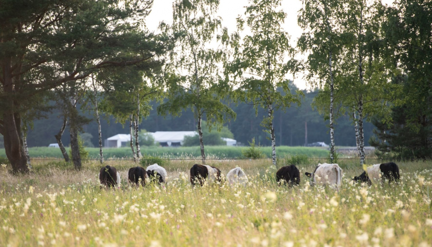 Mobilais ganāmpulks