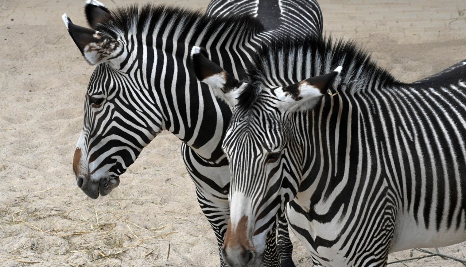 Grevizebra