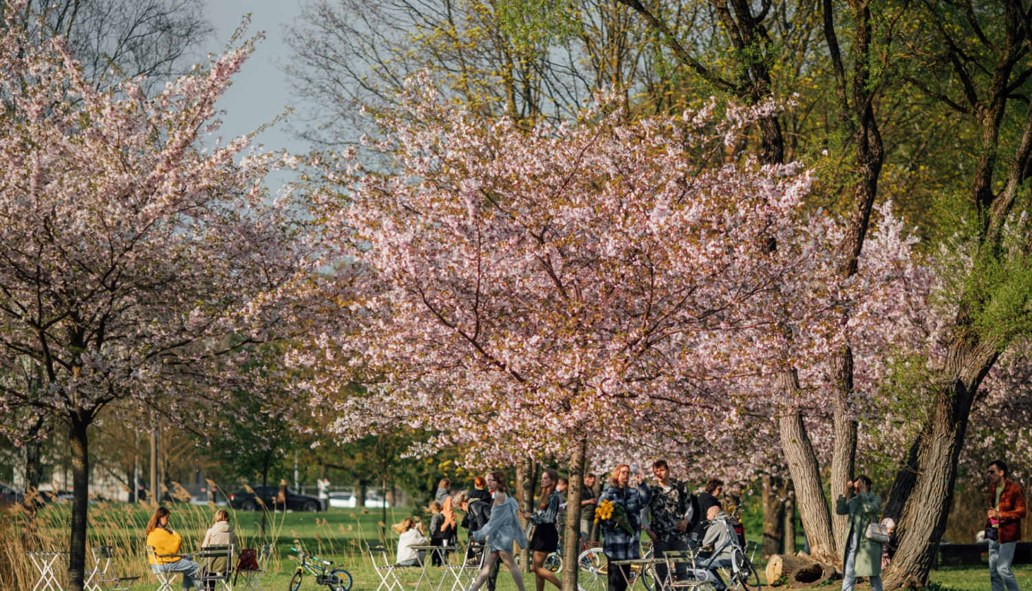 IKEA galdi un krēsi zem ziedošām sakurām