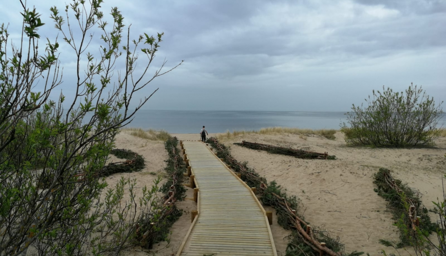 Koka celiņš uz jūru