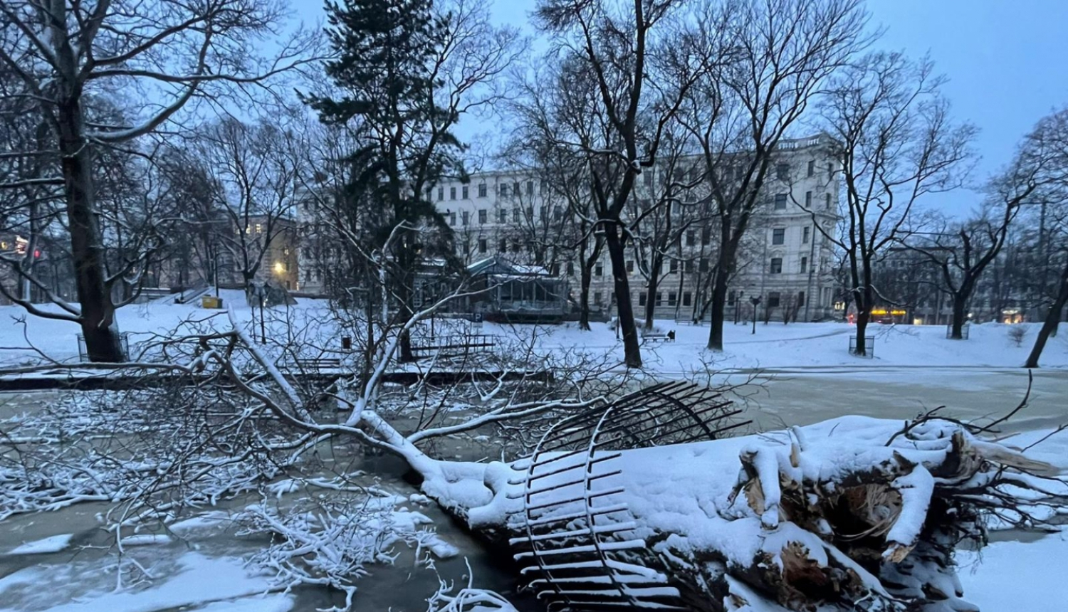 Kanālmalā nolauzts koks