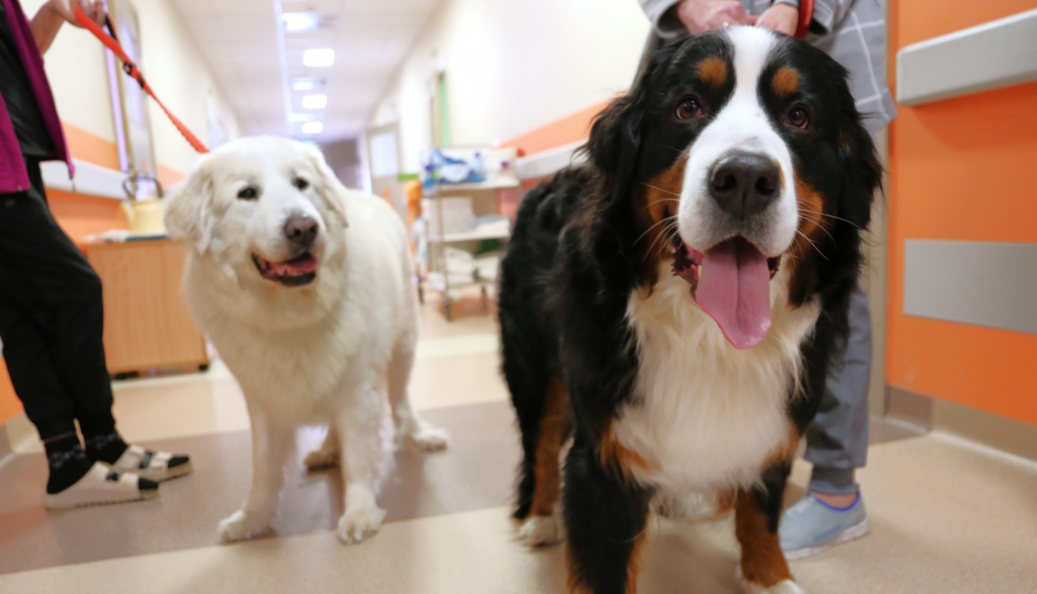 Kanisterpaijas suņi