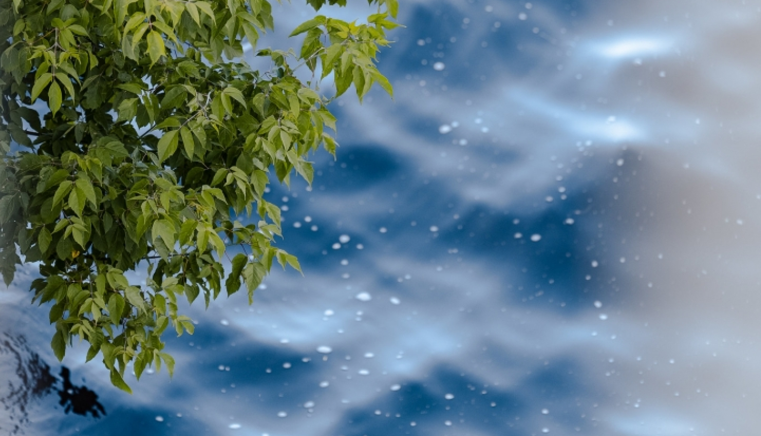 Koka zari virs ūdens