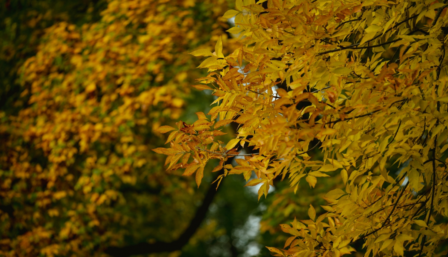 Koks ar dzeltenām lapām