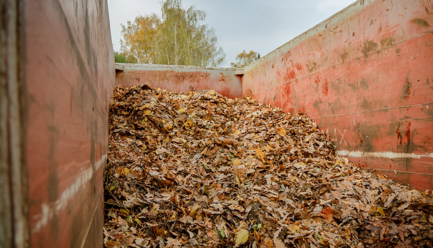Koku lapas konteinerā