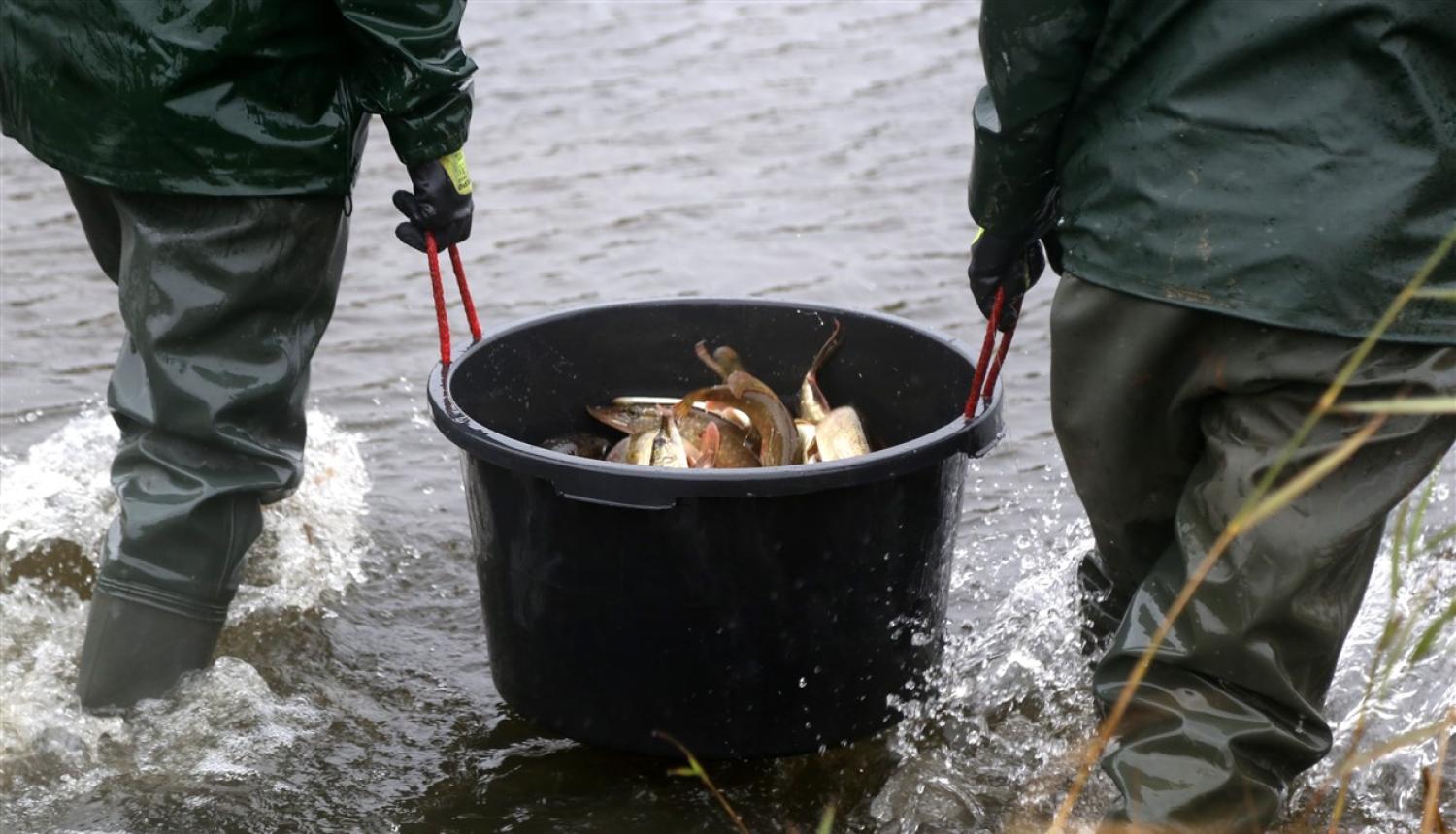 Juglas ezerā ielaiž ap 4000 līdaku mazuļu
