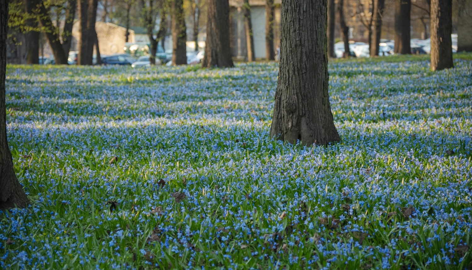 Lielie kapi koki un zied  zielziedītes