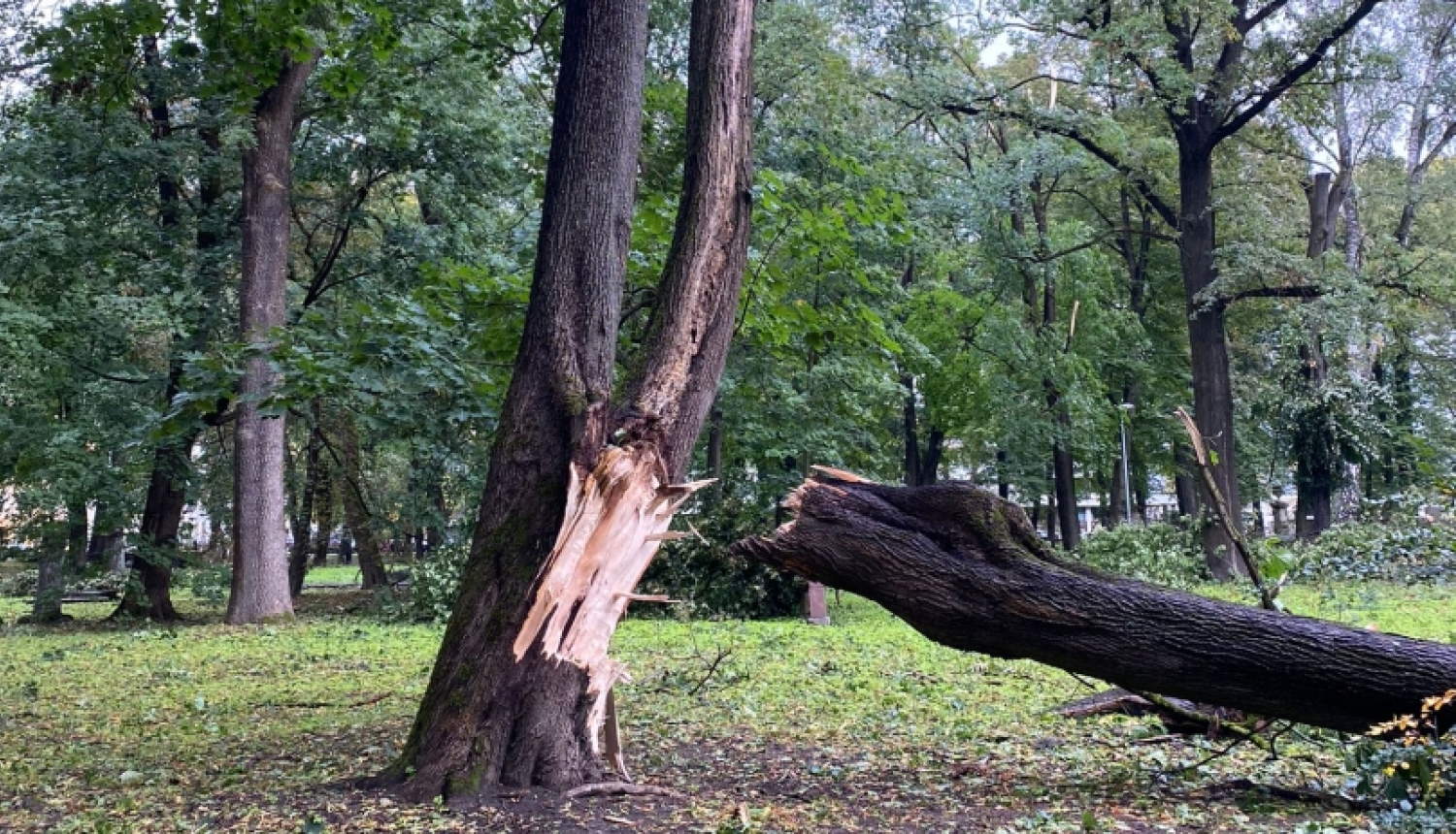 Lauzts koks Lielajos kapos