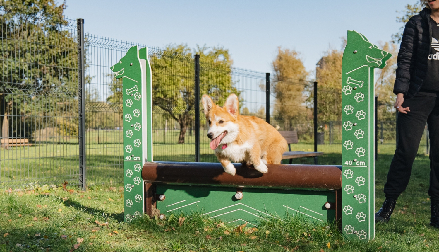 Sunis lec pāri šķerslim