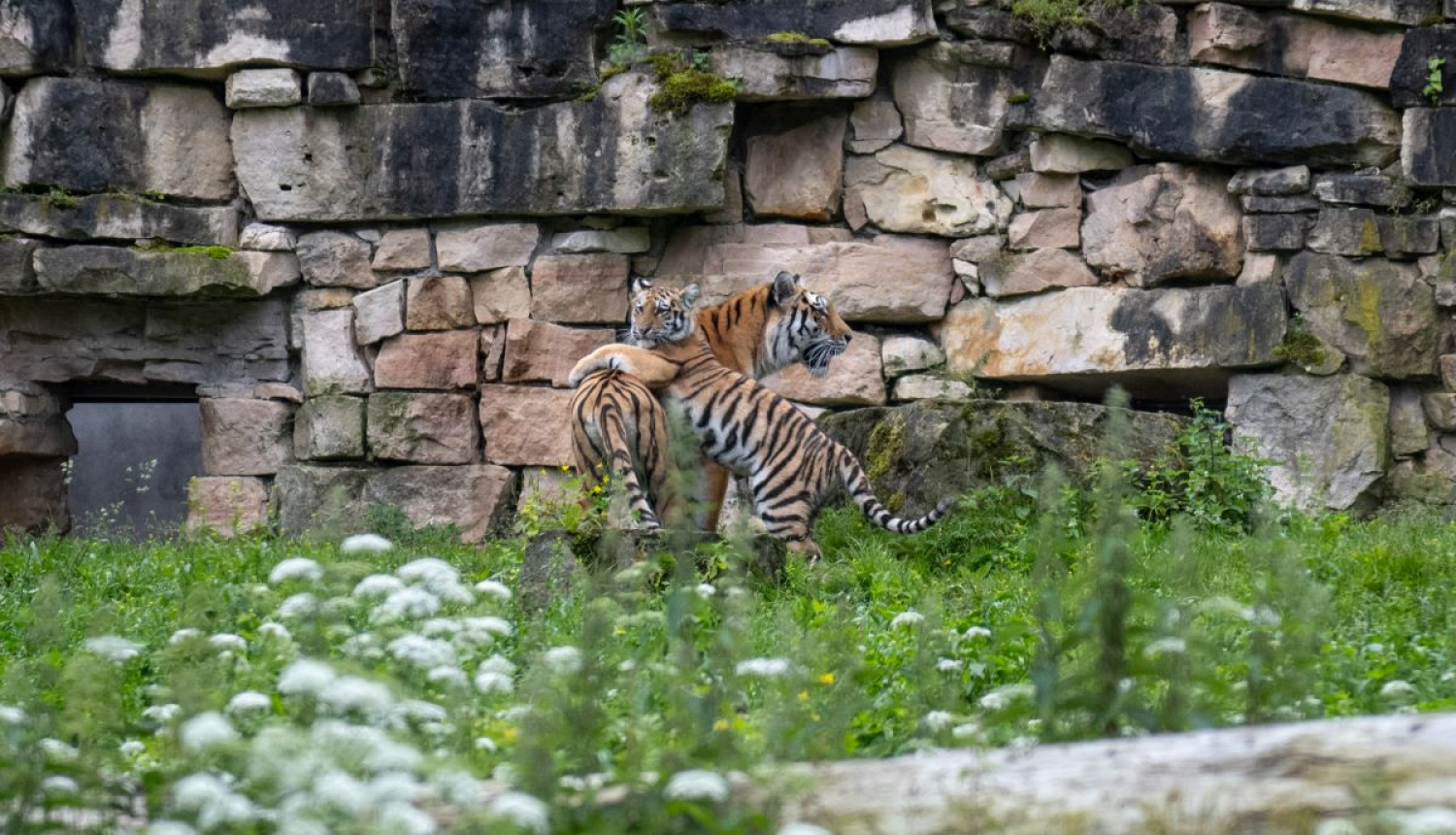 Rīgas zoo tīģerēni