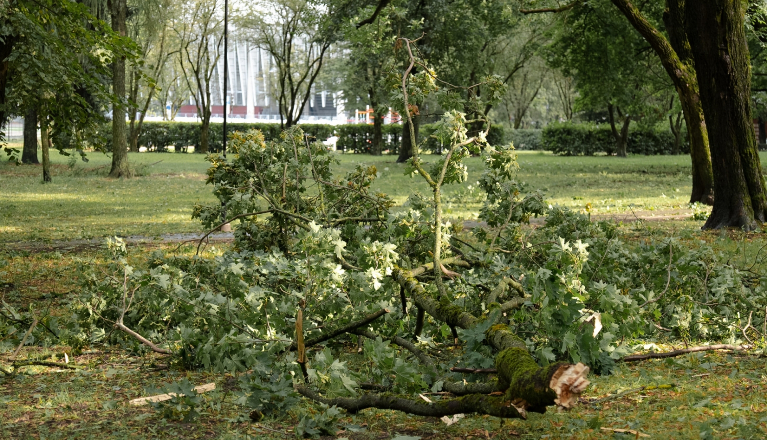 Parkā nolauzts koka zars