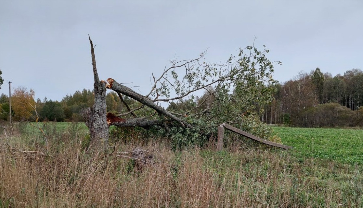 Nolauzts koks vētrā