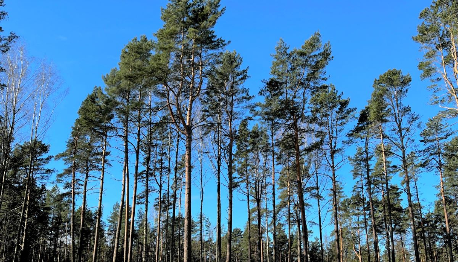 Nozāģētas bīstamās papeles Mežaparkā