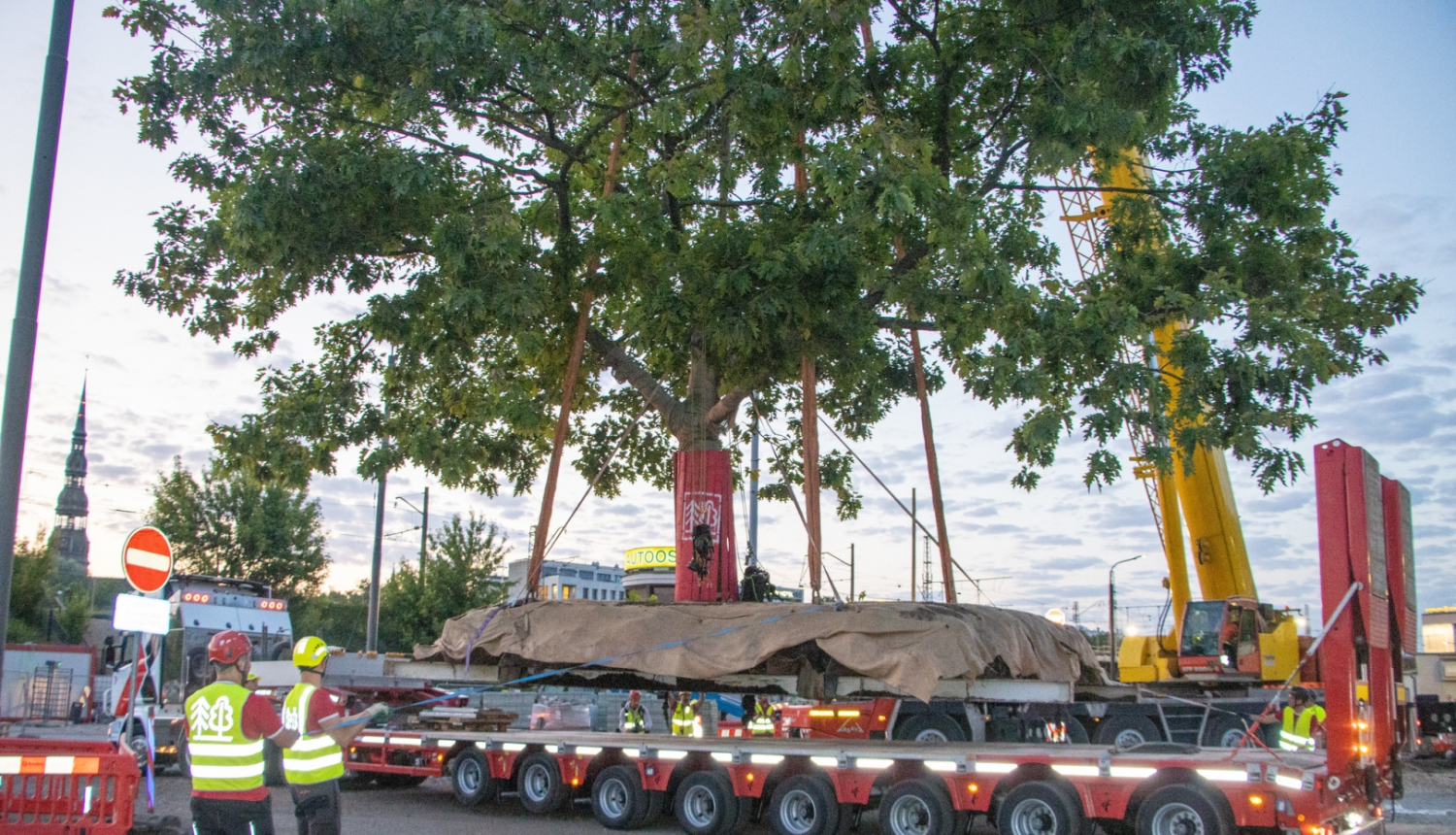 Pārstāda sarkano ozolu