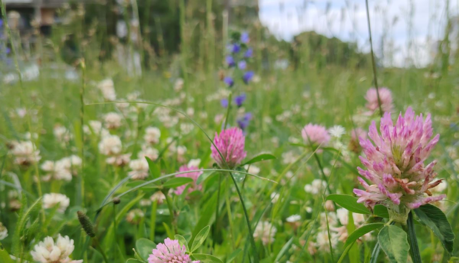 Pilsētas pļavas zied