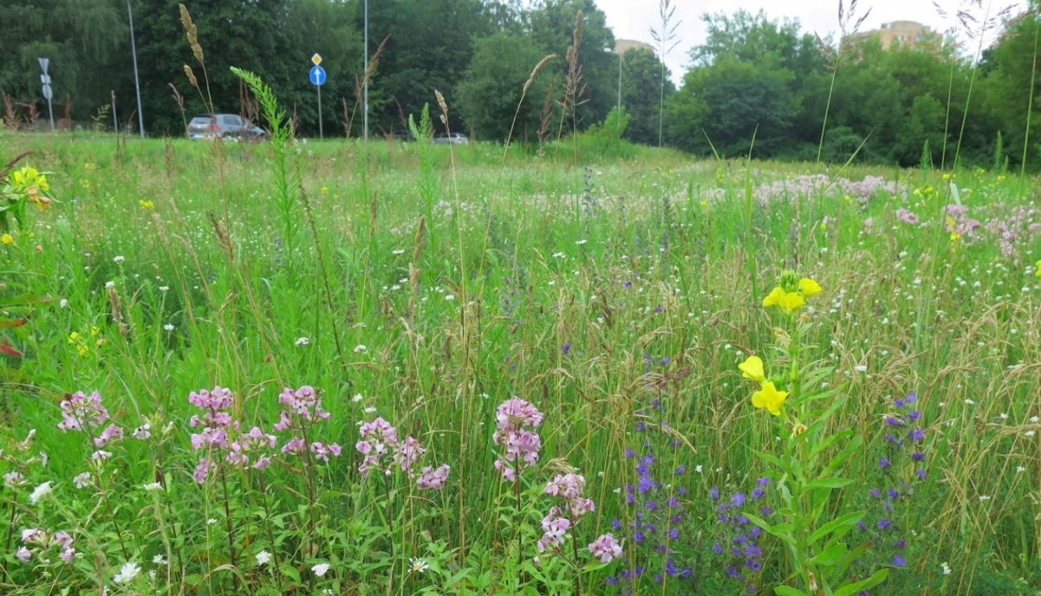 Pilsētas pļava Ezermalas ielā