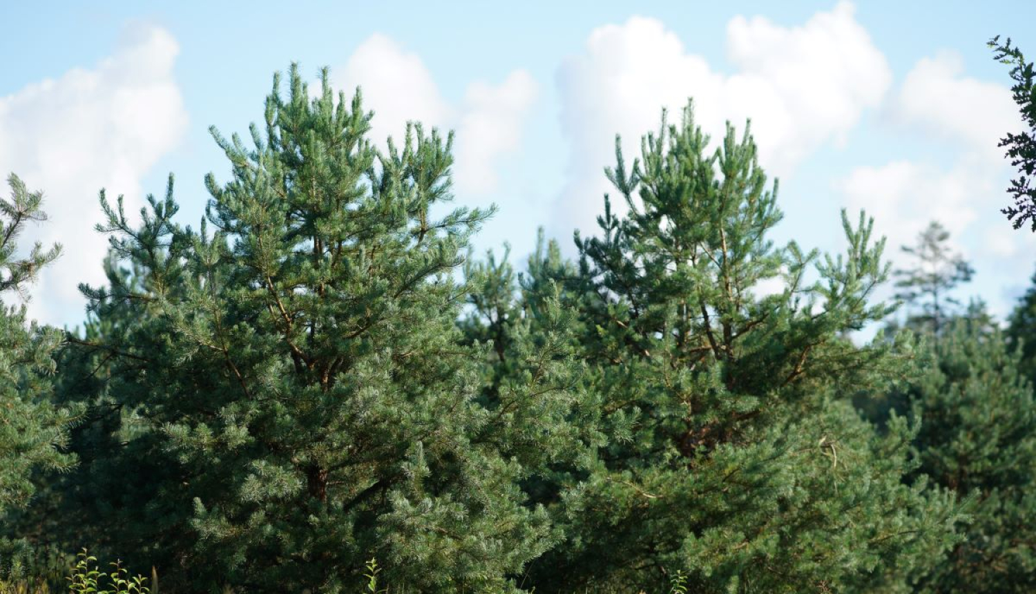 Koki "Rīgas mežos"