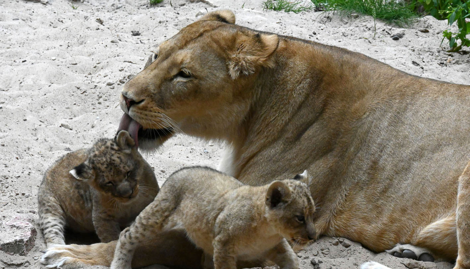 Lauvu māte ar lauvēniem