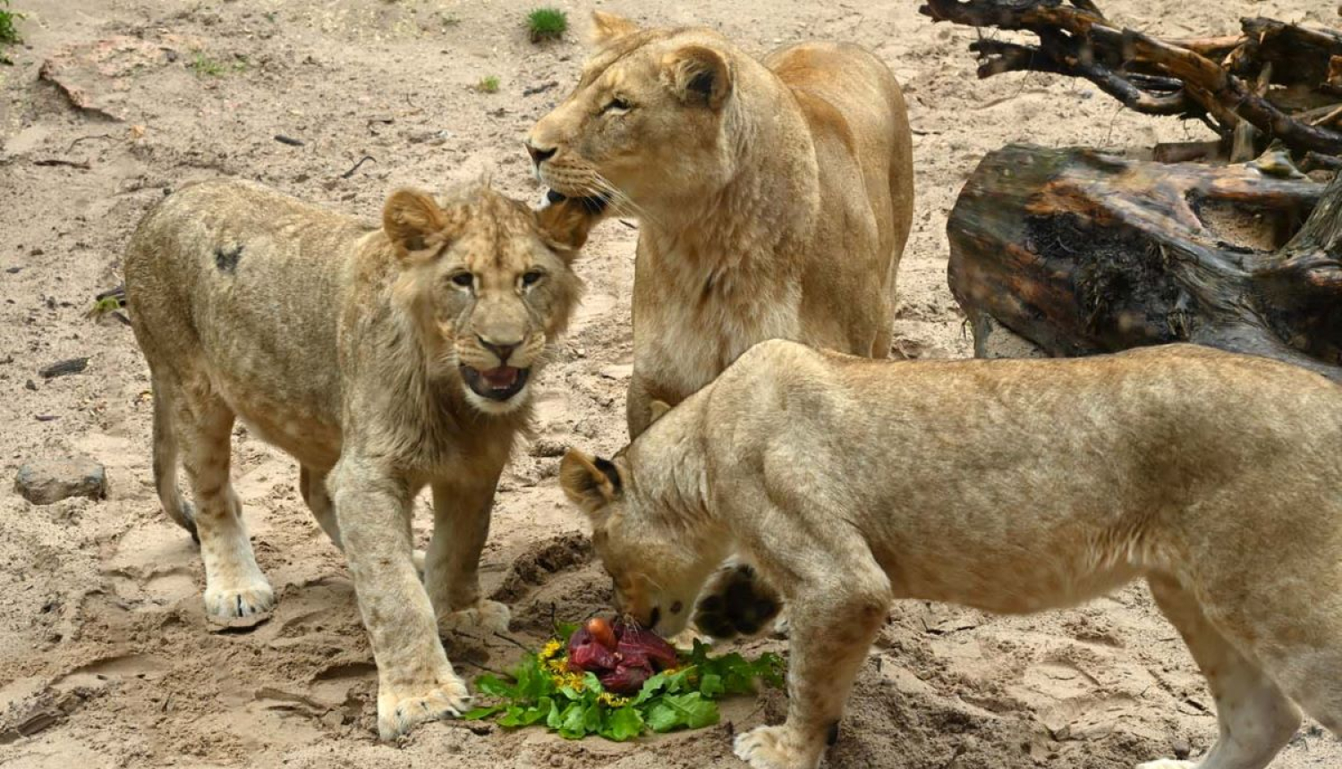 Rīga zoo lauvēnu jubileja