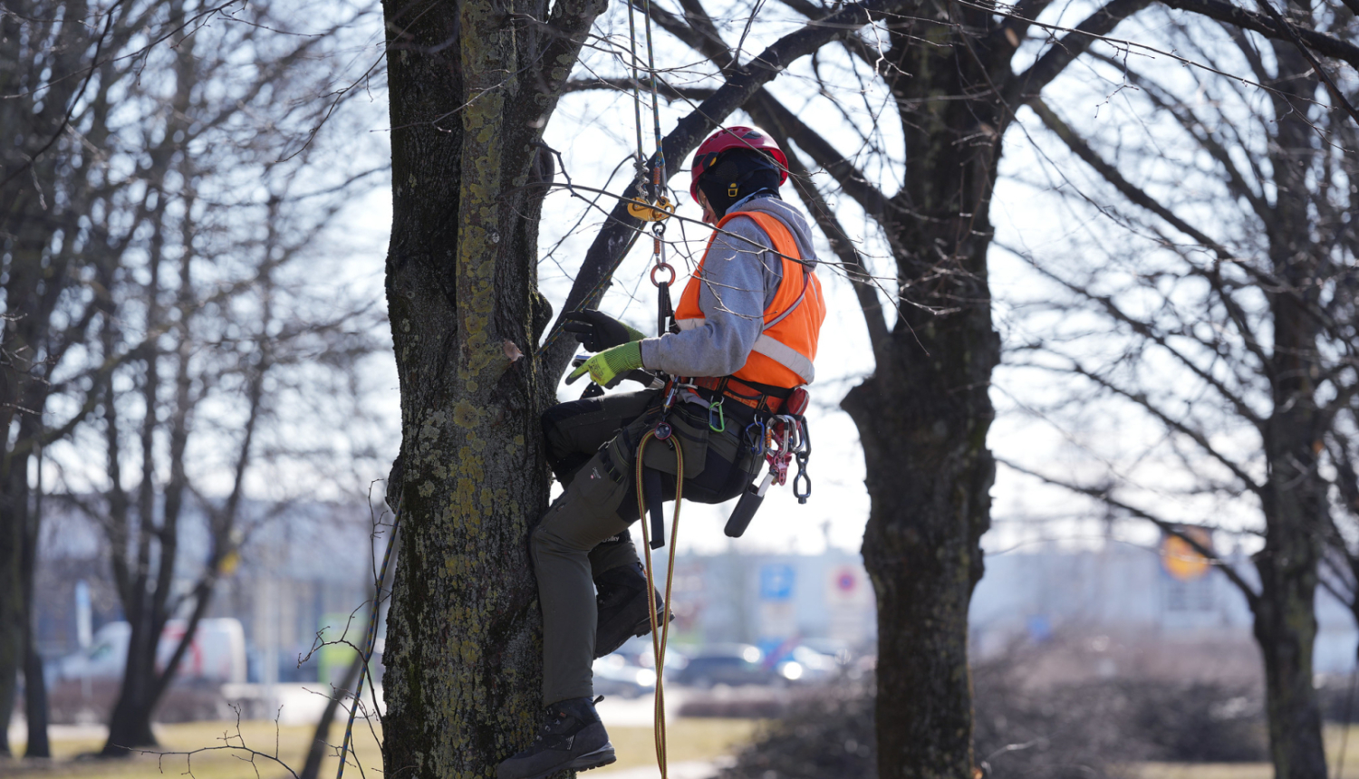 Sakopj koku zaru vainagu