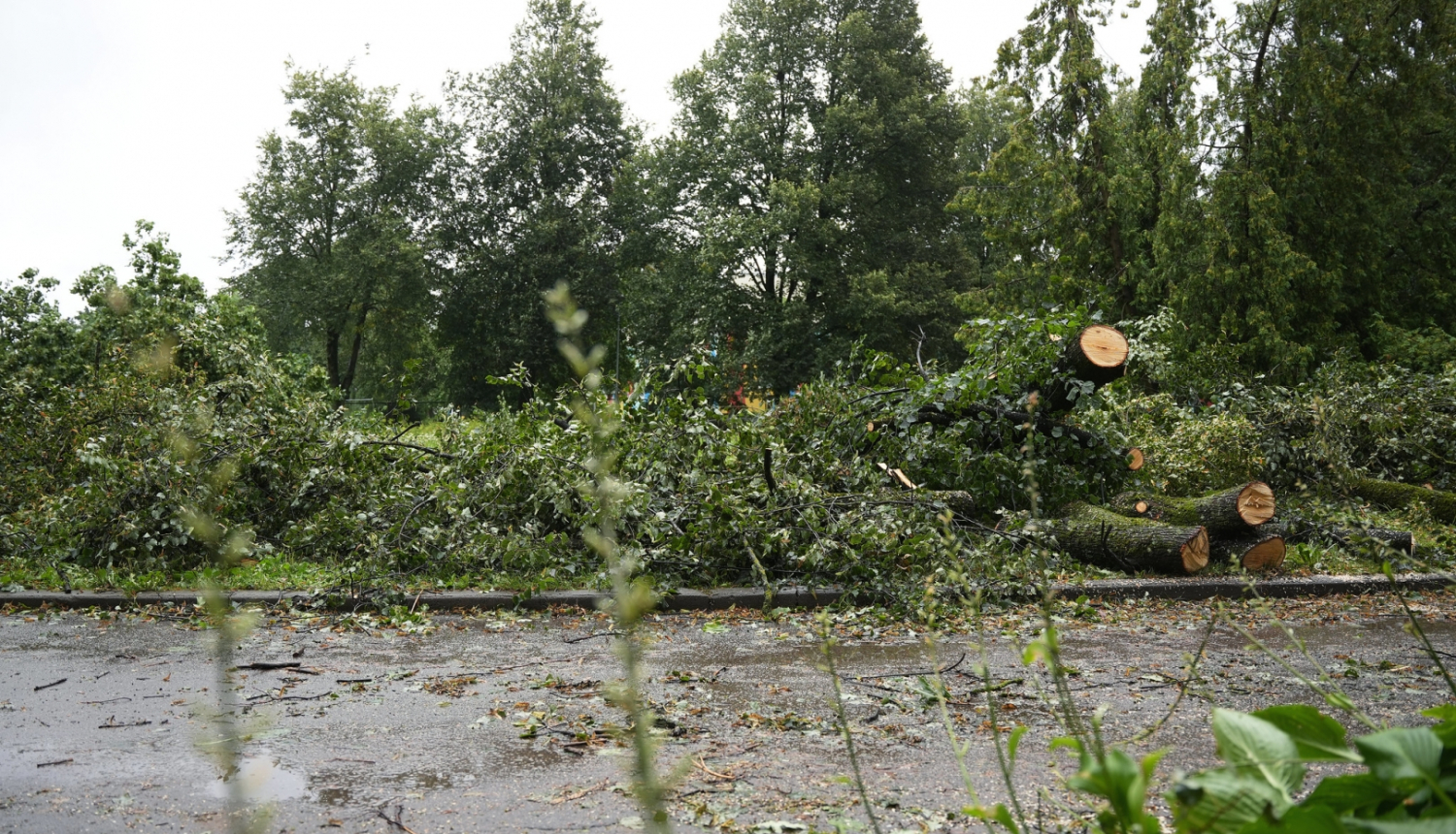 Kaudze ar sazāģētiem zariem un kokiem