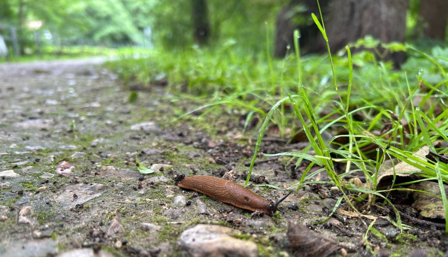 Spānijas kailgliemezis