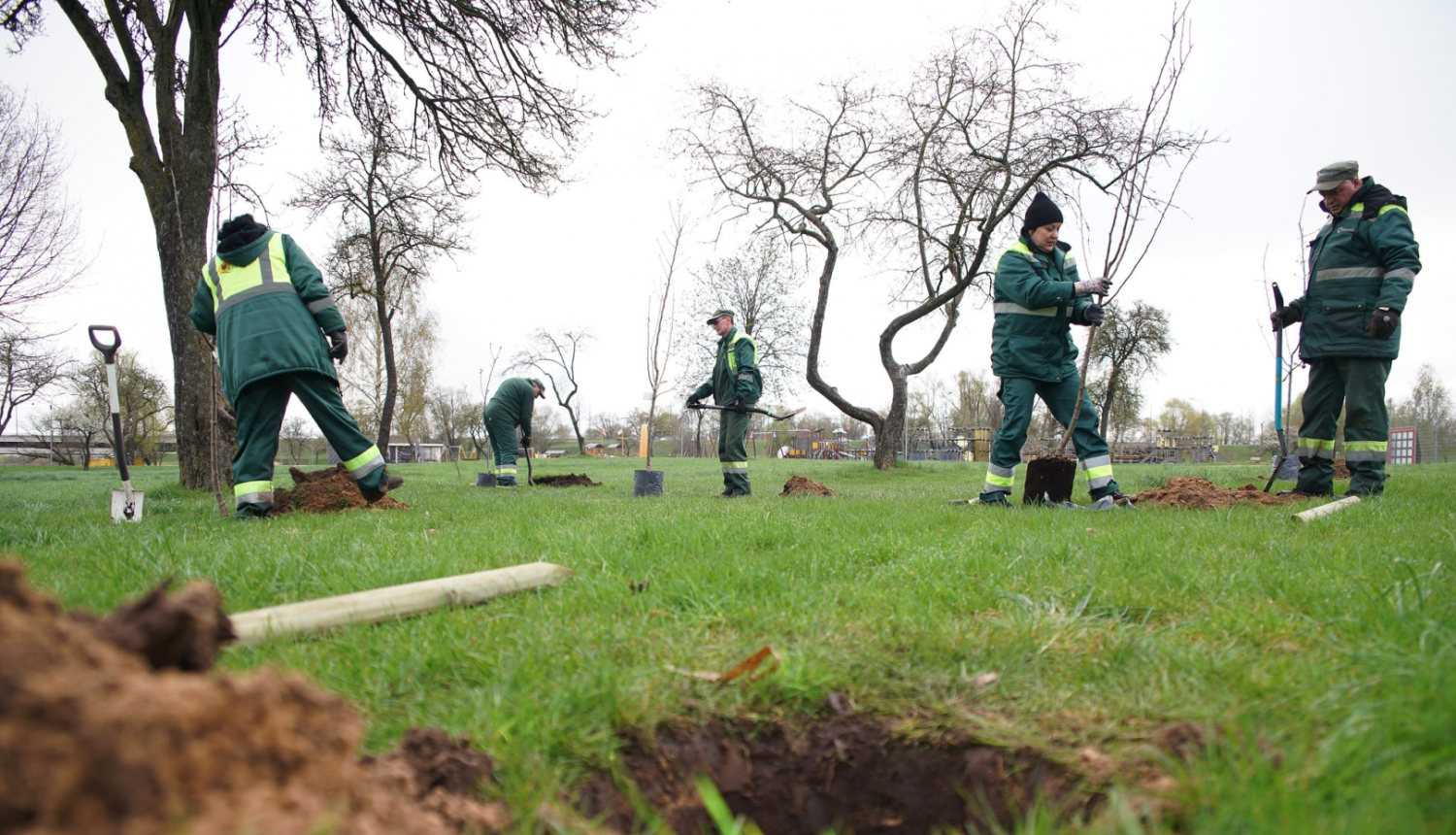 Stāda ābeles Lucavsalā