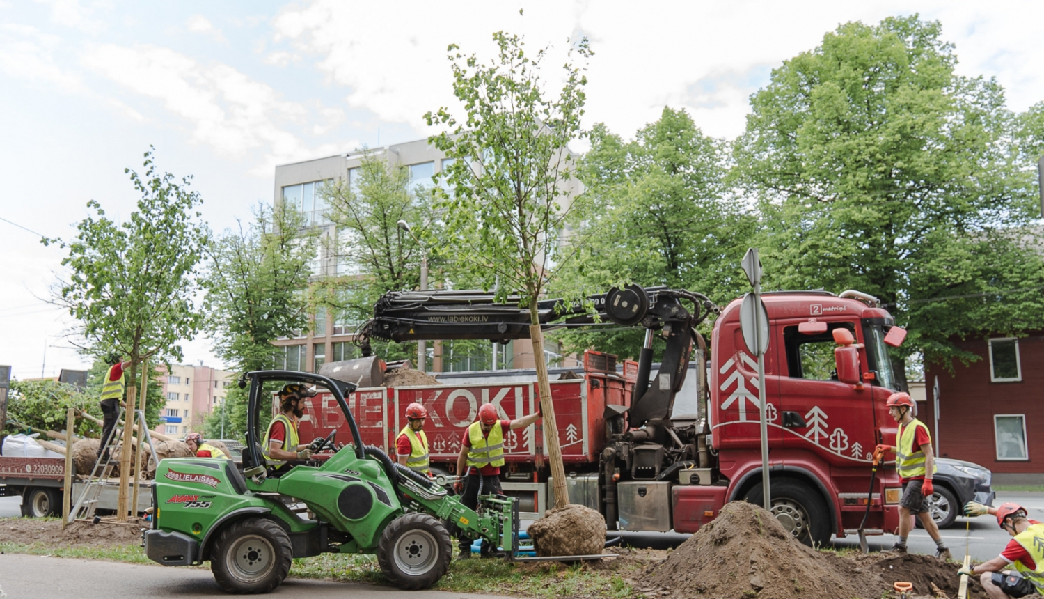 Stāda koku Brīvības gatvē