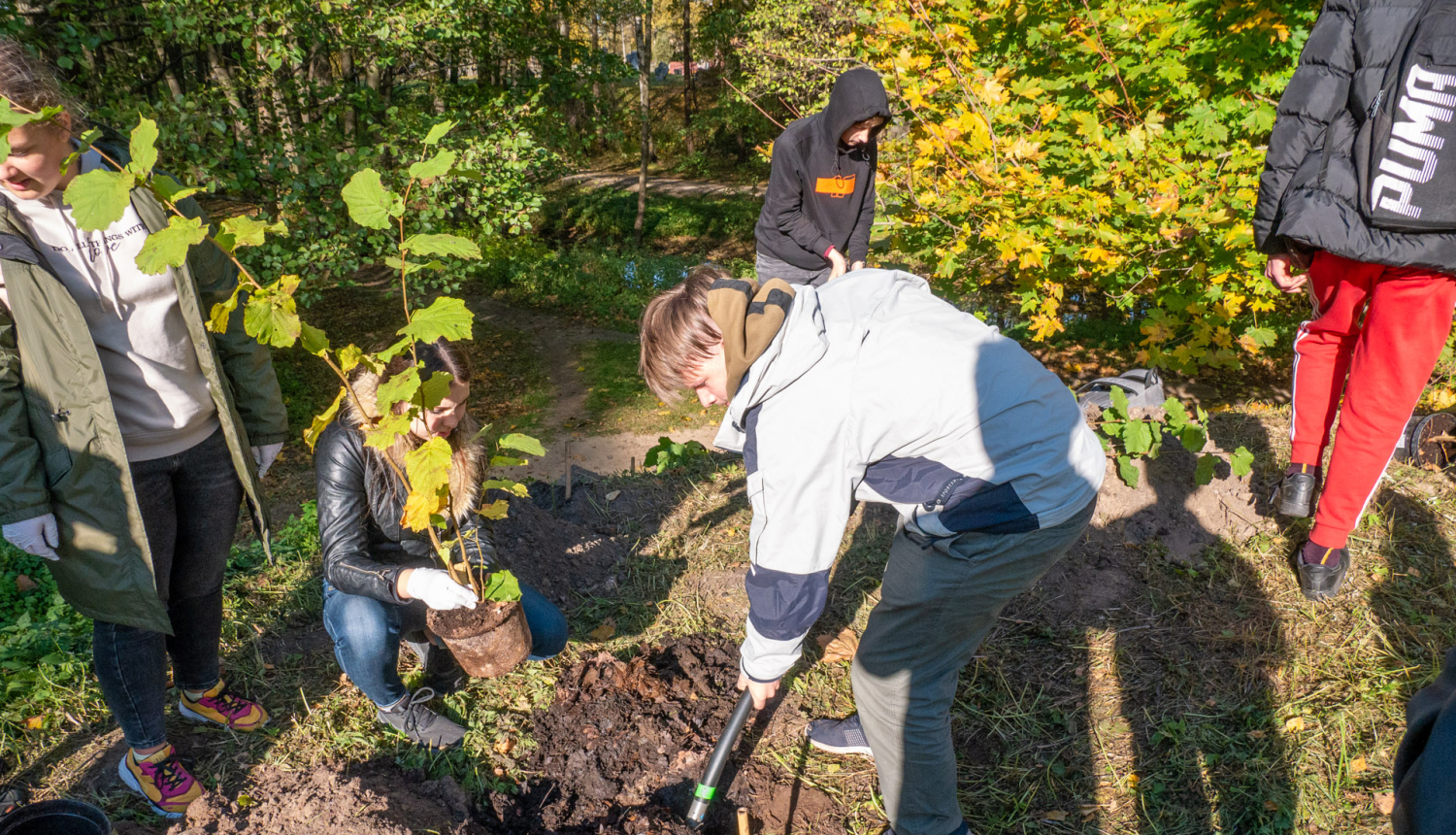 Rok bedri koka stādīšanai