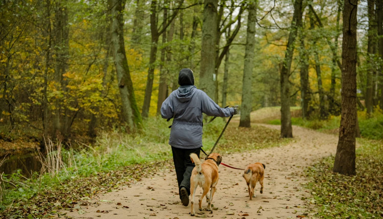 cilveks pastaigājas ar suņiem