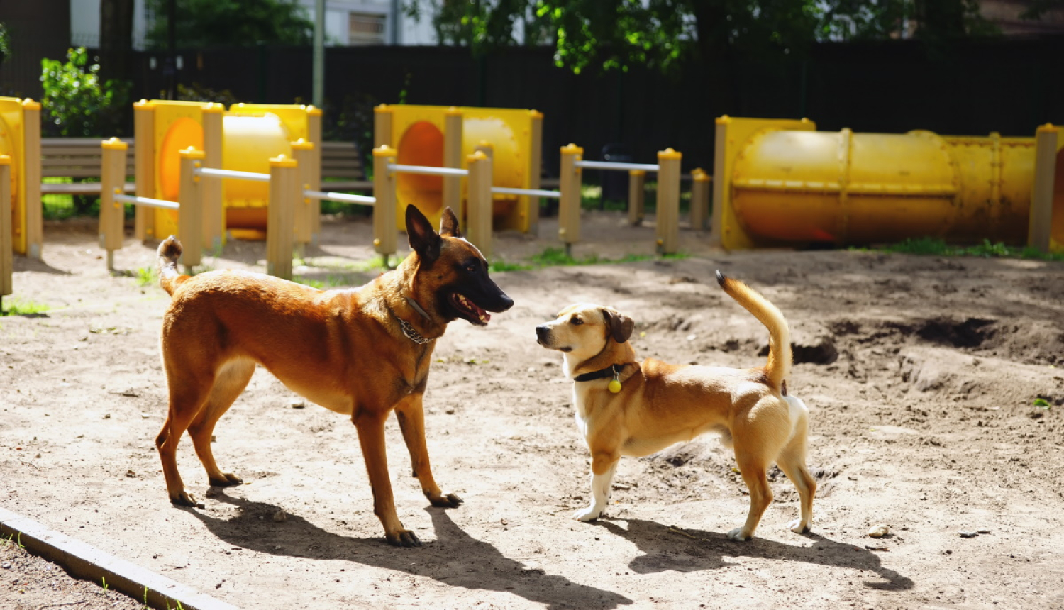 Suņi suņu pastaigas laukumā