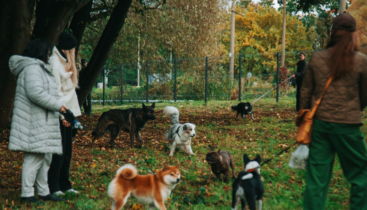 Suņu pastaigu laukums