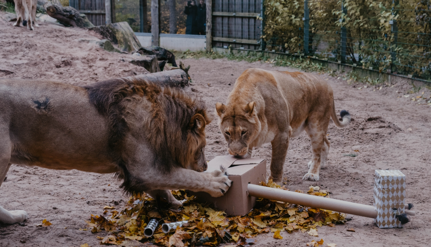 Āfrikas lauvas Teika un Varis