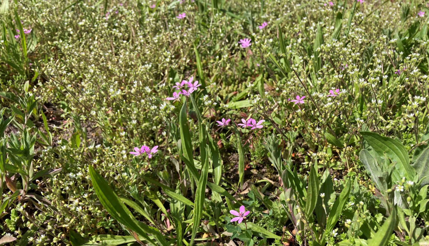 Velnarutka grābeklīte
