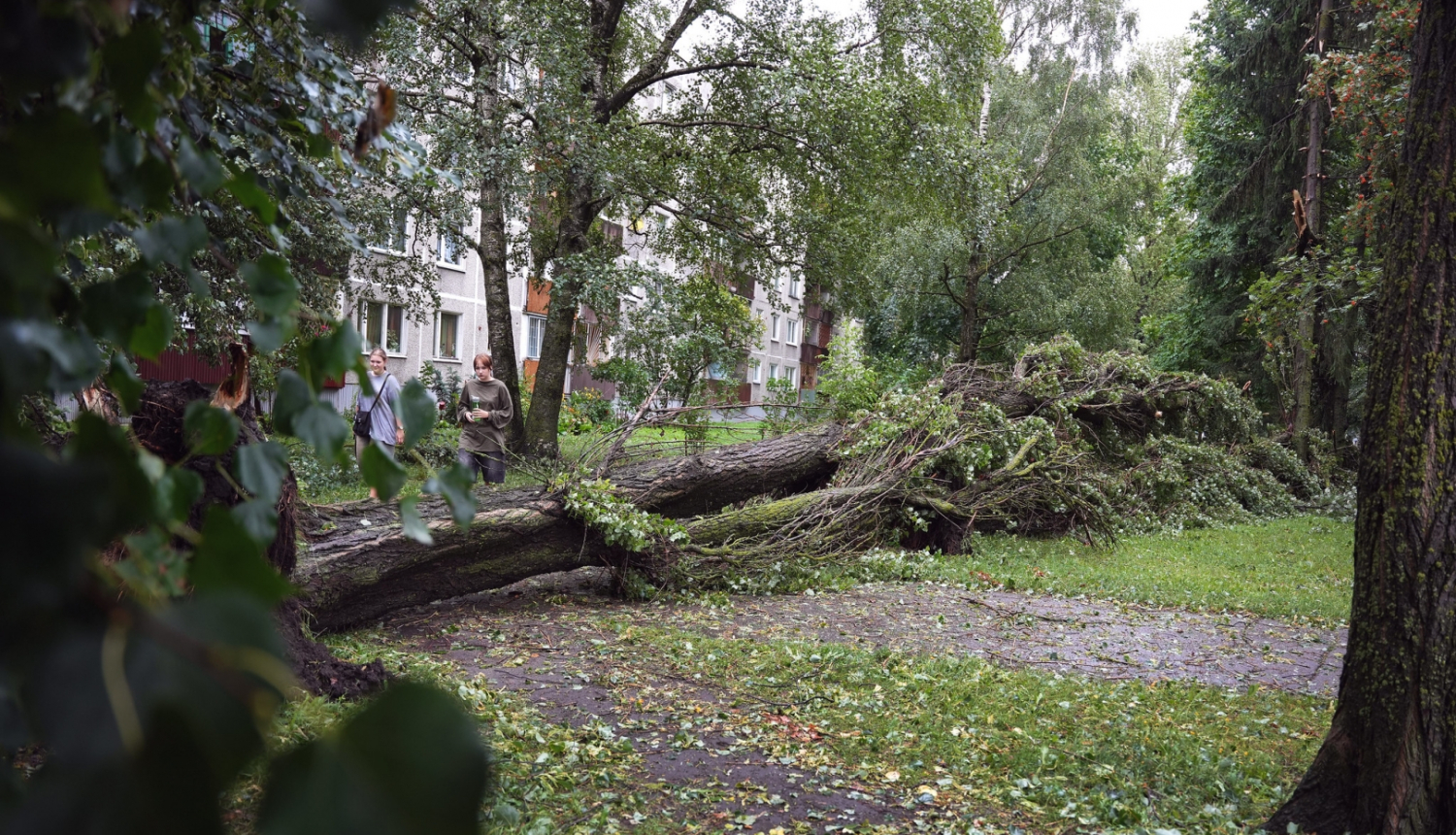 Vētra nolauzts koks