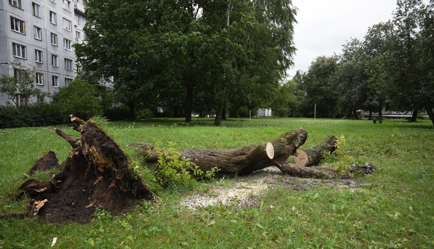 Vētrē nolauzts koks