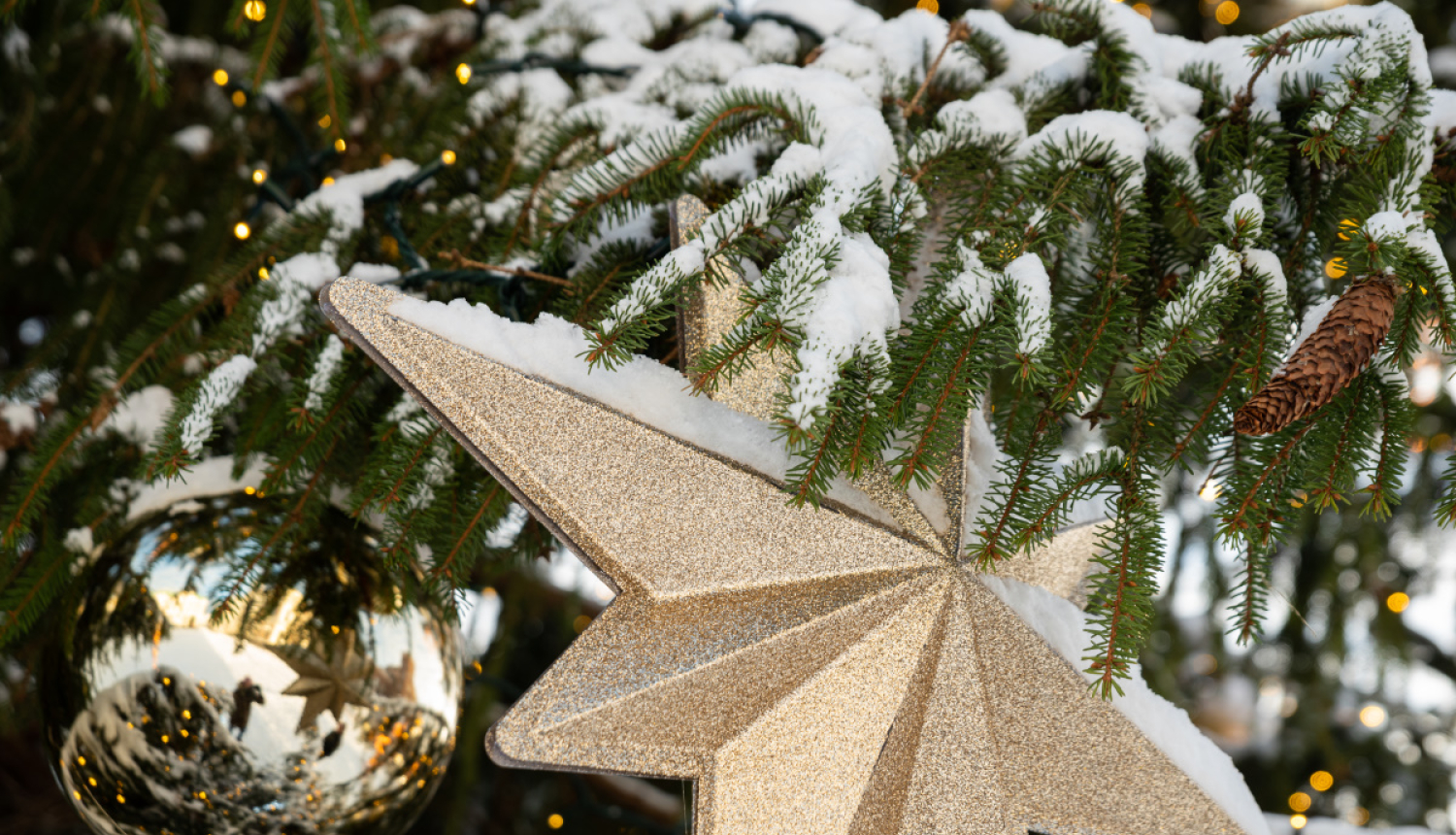 Izrotāts egles zars