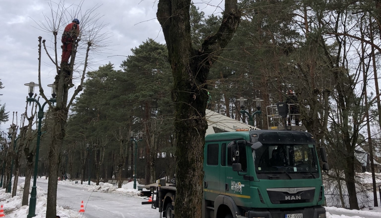 “Rīgas mežu” arboristi kopj liepu  vainagus