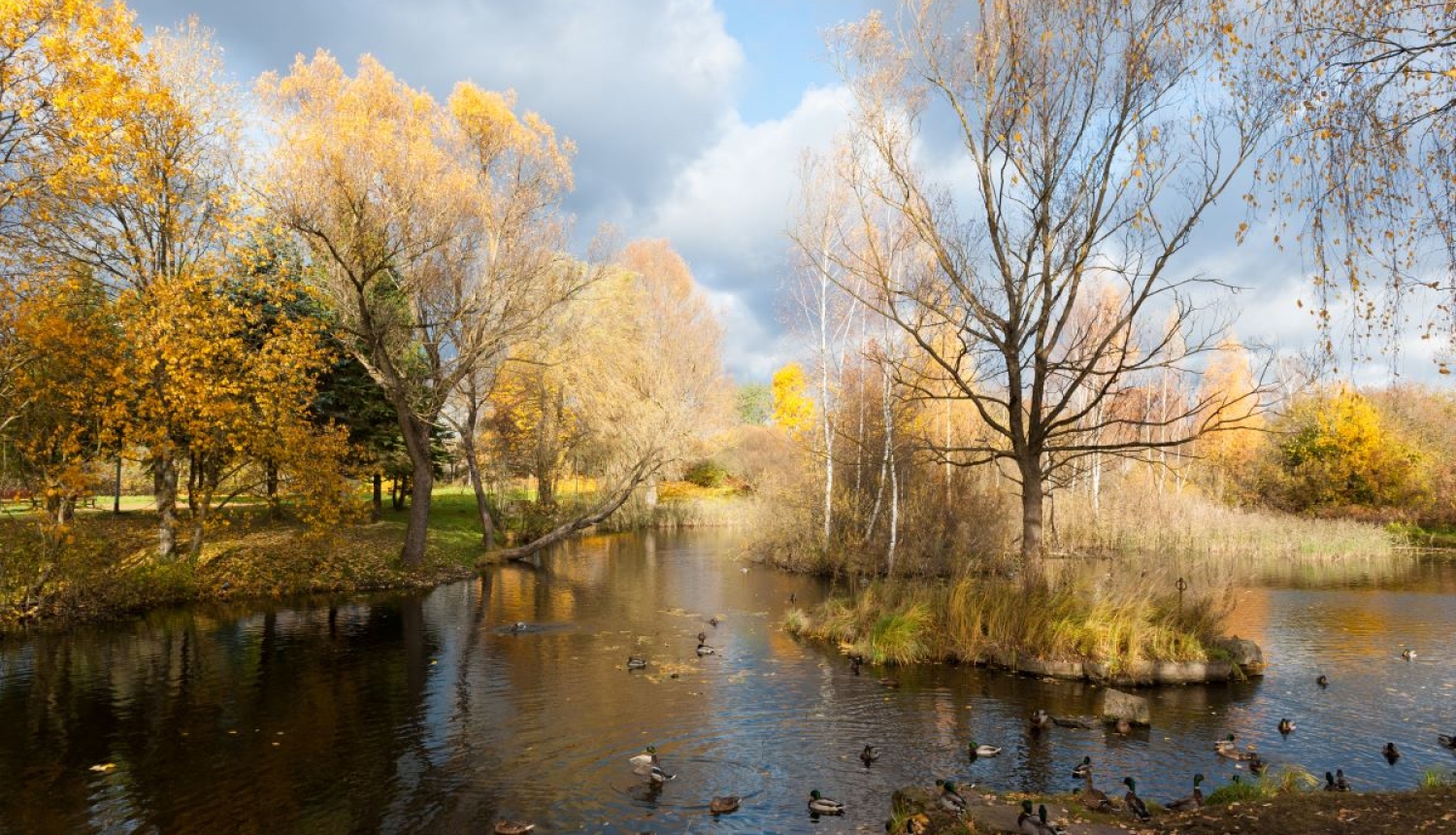 Dārziņu apkaime, ūdens, koki