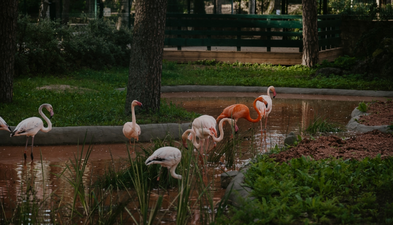 Flamingo stāv ūdenī